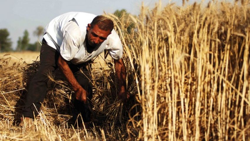 بالفيديو| التموين تشتري أردب القمح من الفلاحين على 575جنيهًا 