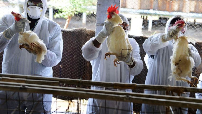 النمسا تعدم دواجن بعد رصد إصابتها بإنفلونزا الطيور