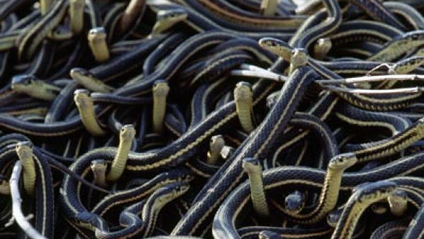 أميركي يحتفظ بمئات الثعابين في منزله