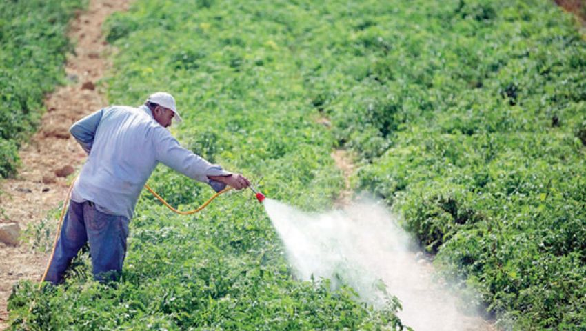 الآفة الإسبانية تشعل أسعار طماطم غزة