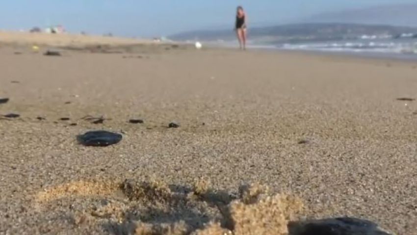  فيديو.. ظهور مادة غريبة تشبه النفط على سواحل كاليفورنيا