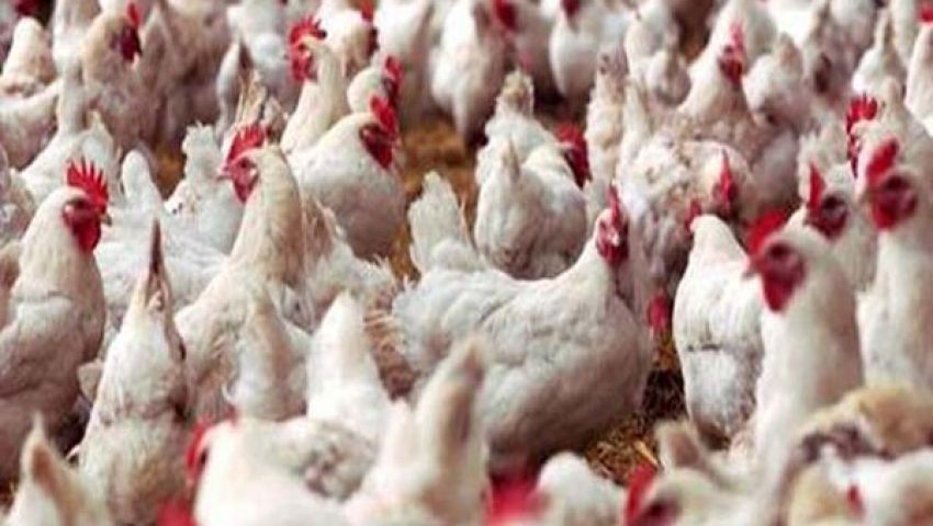 السيطرة على حريق هائل بمزرعة دواجن بالمنوفية