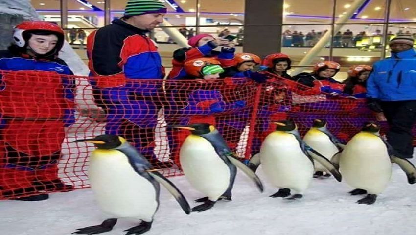 شاهد..تعليق عمرو أديب على بطاريق مول مصر