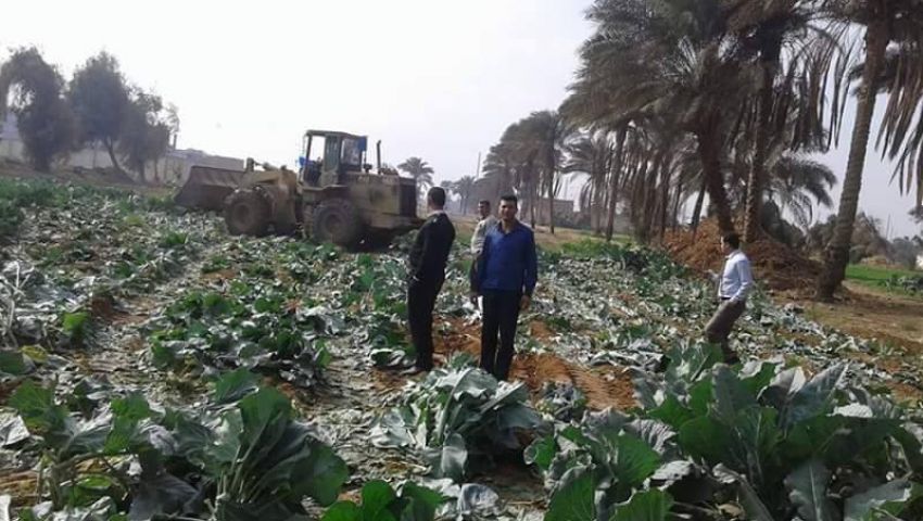 بالصور| إزالة 75 فدانًا زراعيًا روي بمياه الصرف الصحي بالجيزة