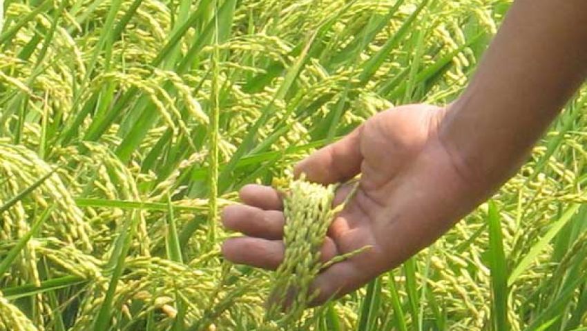 عبد النور:تصدير فائض محصول الأرز بشروط