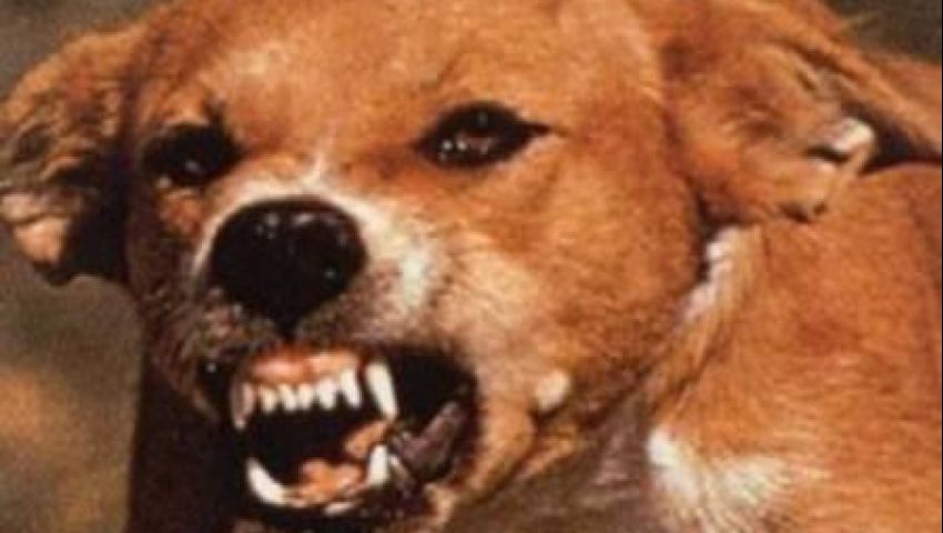 كلب يعقر 42 شخصًا بالإسماعيلية