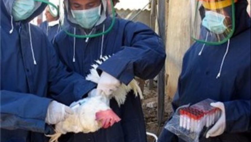 إعدام 20 ألف دجاجة في إسرائيل 