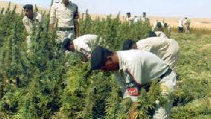 ضبط 2 كيلو بانجو بحوزة عاطل بزفتى 