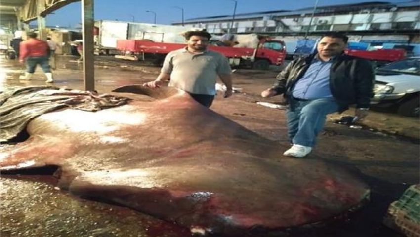 فيديو| كارثة بيئية.. صيد القرش بهلول وبيعه في سوق العبور