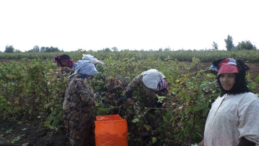 قطن الغربية.. الفدان بيتكلف 9 آلاف جنيه وبيجيب 6 بس