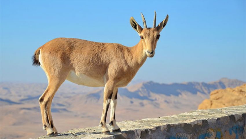 ظبي يحتمي من الفهد بالسائحين