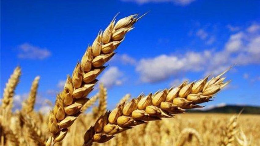 المؤشر العالمي لأسعار الغذاء يواصل تراجعه