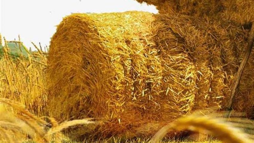 صور| بجمع وتدوير قش الأرز.. السحابة السوداء تختفي من مصر