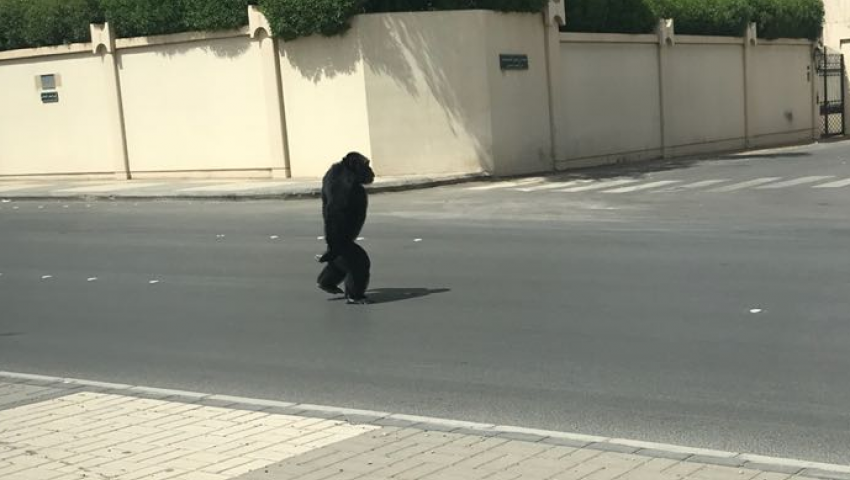 فيديو| ضجة سعودية بعد تجول «غوريلا» بالرياض.. وساخرون: «إحدى فعاليات هيئة الترفيه»