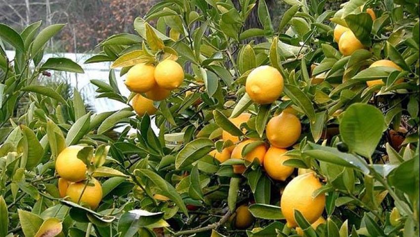 بعد وصوله لـ 50 جنيها..  كيلو الليمون ينافس الدواجن في رمضان