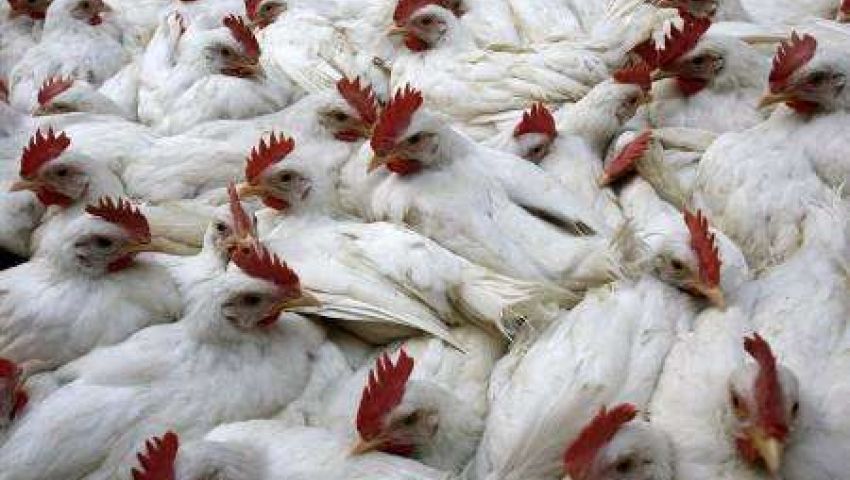 خبراء يحذرون من فيروس جديد لإنفلونزا الطيور