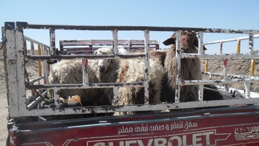 الوادي الجديد قِبلة تجار الأغنام قبيل عيد الأضحى