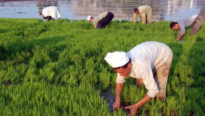 توقعات بارتفاع سعر الأرز 20% في السوق المحلية