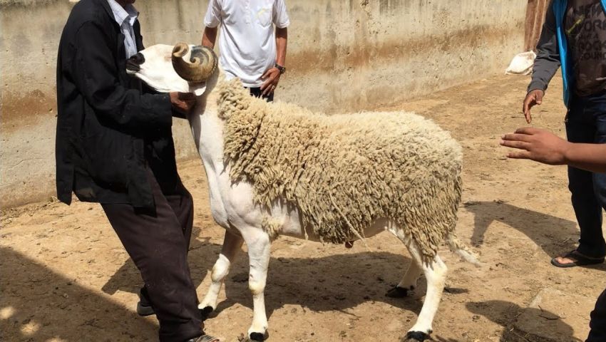 قبل العيد.. هل تنقل أضاحي العيد فيروس كورونا؟ (خبراء يجيبون)