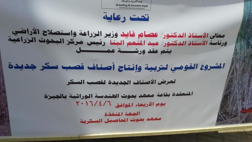 بالصور| ورشة عمل لتربية وإنتاج أصناف قصب سكر جديدة