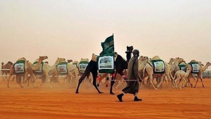 انفوجراف.. تعرف على عدد الإبل المشاركة بمهرجان الملك عبدالعزيز