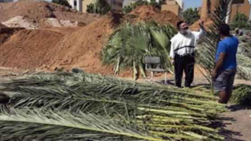 الزراعة: تهريب 3 شحنات سعف لمركز إسرائيلي في نيويورك