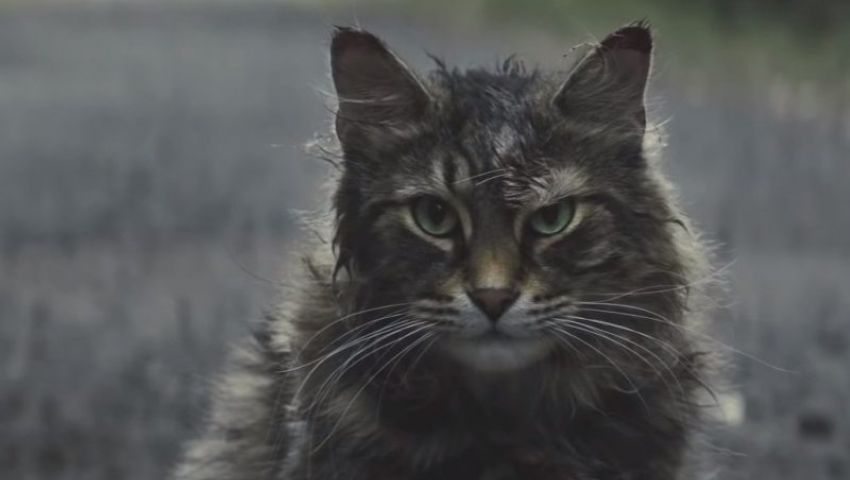 بـ«Pet Sematary».. الرعب يغزو السينمات المصرية