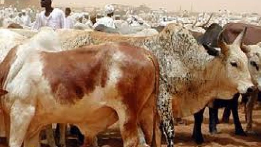 افتتاح أول مشروع للثروة الحيوانية لـمصر الخير فى الوادى الجديد