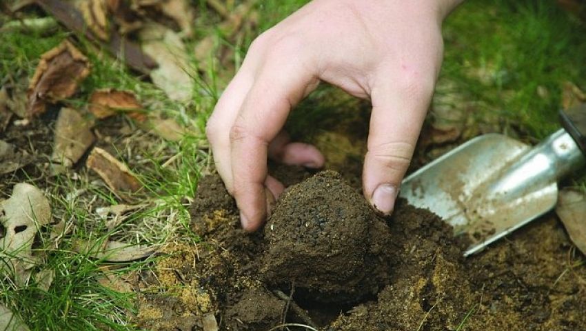 بنت الرعد.. قصة فطر يبحث عنه السعوديون في الصحراء