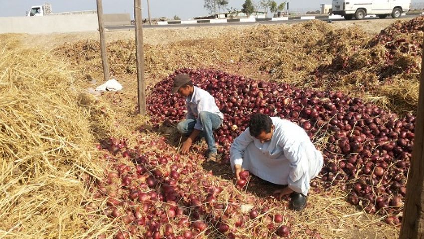 هل تأثر البصل المصري بالحظر السعودي؟.. الأرقام تجيب