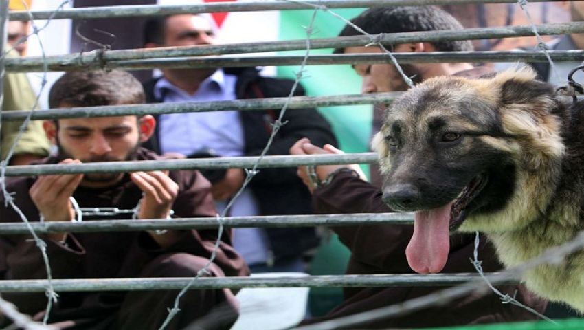 الصحة الفلسطينية تحذر من تغذية الأسرى المضربين لدى الاحتلال  قسريًّا