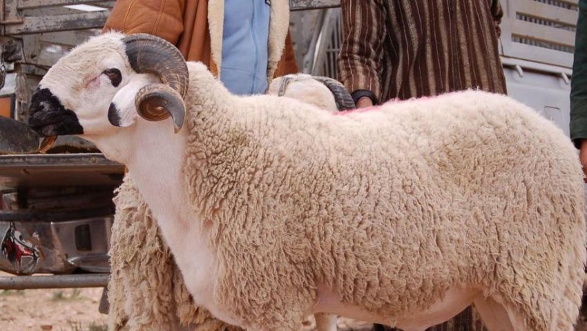 فيديو| كيف تحمي نفسك من كورونا أثناء ذبح الأضحية؟