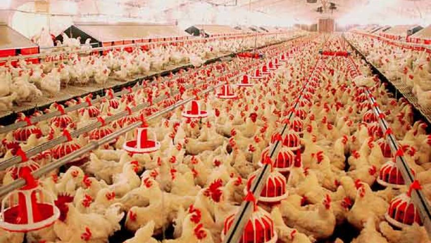 16% تراجعًا في مبيعات القاهرة للدواجن