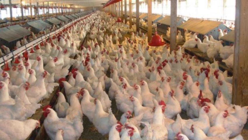 بسبب أنفلونزا الطيور.. السعودية توقف استيراد الطيور من تونس وبولندا