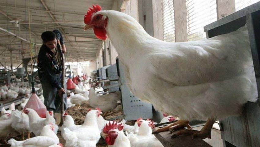 يطبق فى يوليو المقبل| حظر تداول الدواجن الحية.. ولادة متعثرة يخشاها المصريون