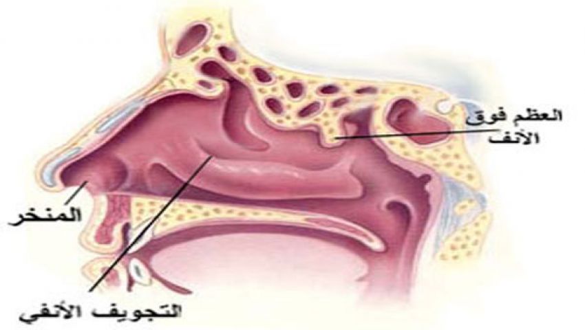 الرجل يتنفس كمية اكبر من الأكسجين