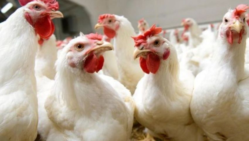 3 أسباب لارتفاع الفراخ.. وشعبة الدواجن: توفير العلف محليًا يخفف الأزمة