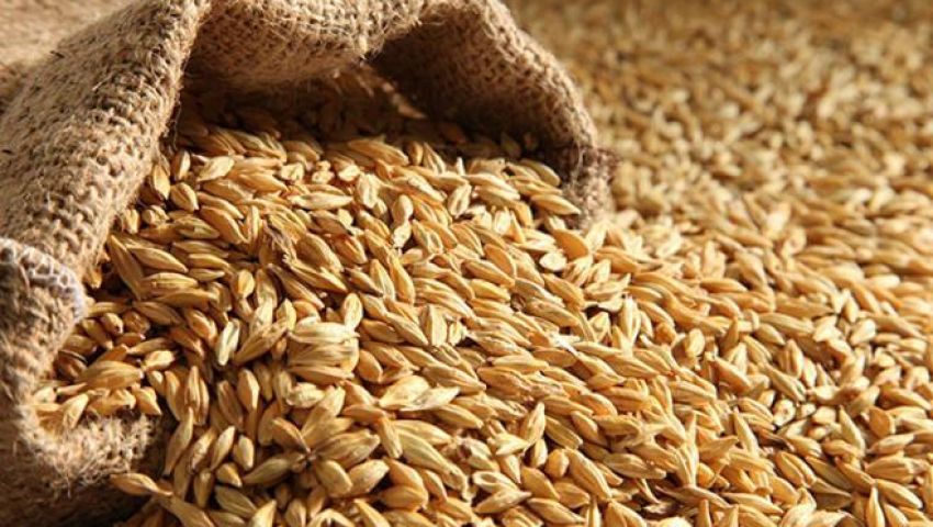 السعودية تطرح مناقصة لاستيراد 1.5 مليون طن شعير