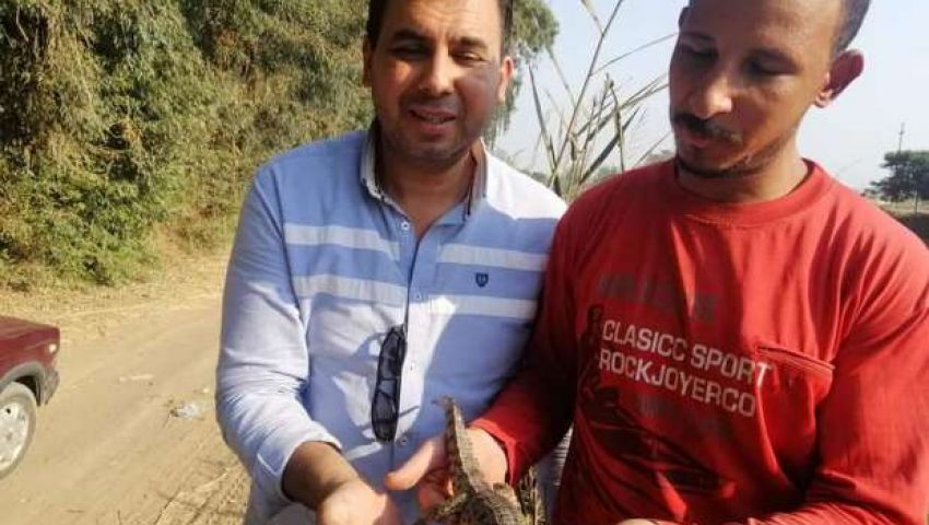 ظهور تماسيح بالغربية.. وزارة البيئة تكشف السبب (فيديو)