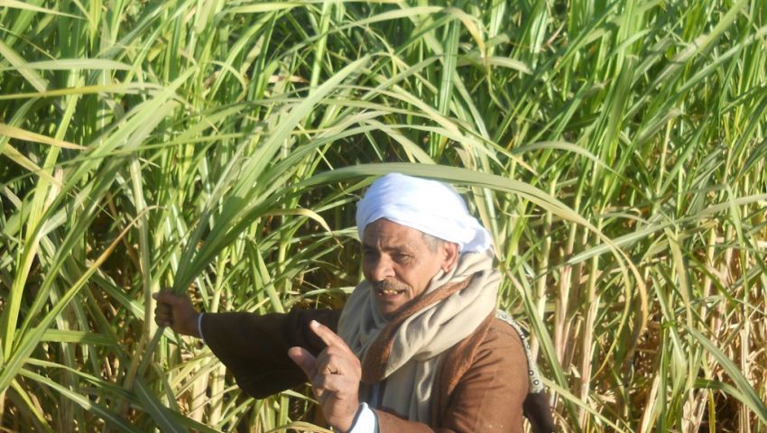 قصب السكر في خطر تراجع الإنتاج ومخاوف من الاستيراد مصر العربية