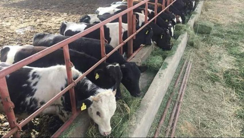 بعد زيادة التمويل.. كيف تحصل على قرض مشروع البتلو؟