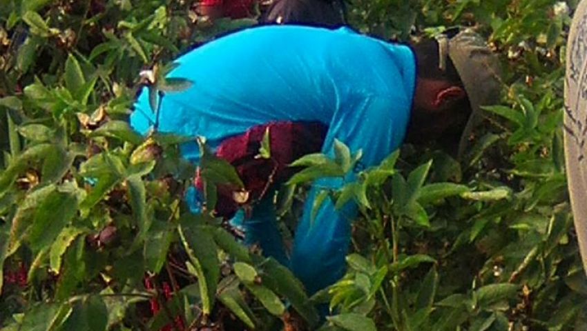 بالصور في موسم جني القطن أطفال الشرقية يشدون الرحال لحقول الإسماعيلية مصر العربية