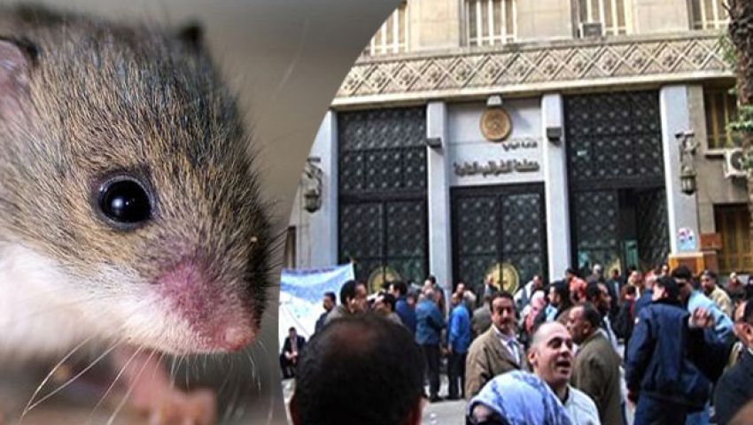 مصلحة الضرائب: الفئران لم تلتهم ملفاتنا