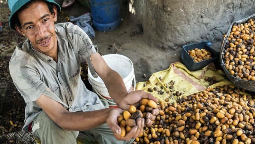 موسم الخير والفرحة.. انطلاق موسم جني البلح بالواحات