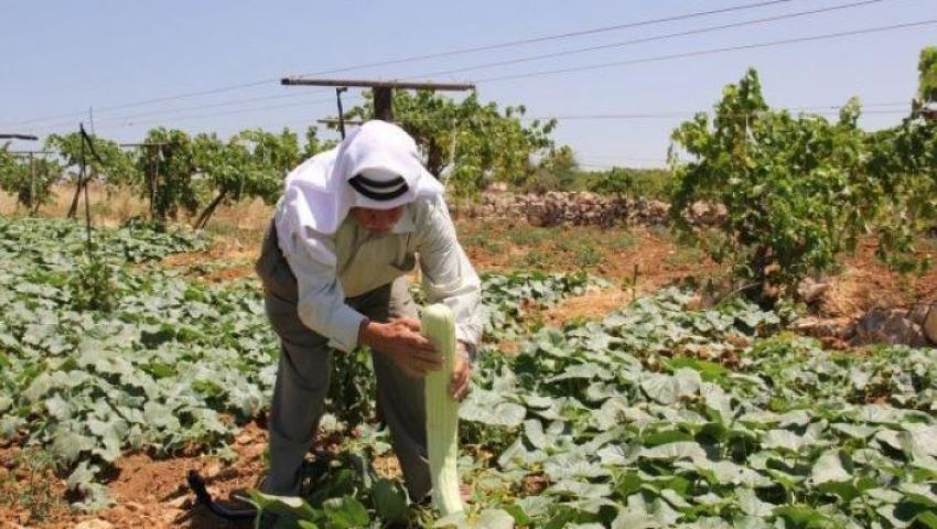 اتهامات للاحتلال بتدمير المزروعات الفلسطينية بـ«مبيدات كيماوية»