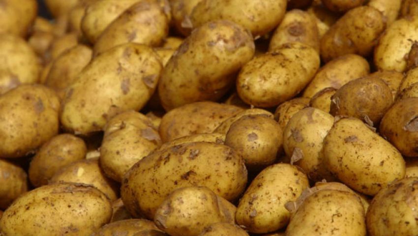 روسيا تخفف الحظر عن واردات البطاطس المصرية