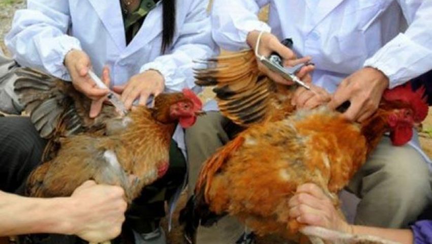 بدء تقنين مزارع الدواجن.. وتكثيف التحصينات ضد إنفلونزا الطيور