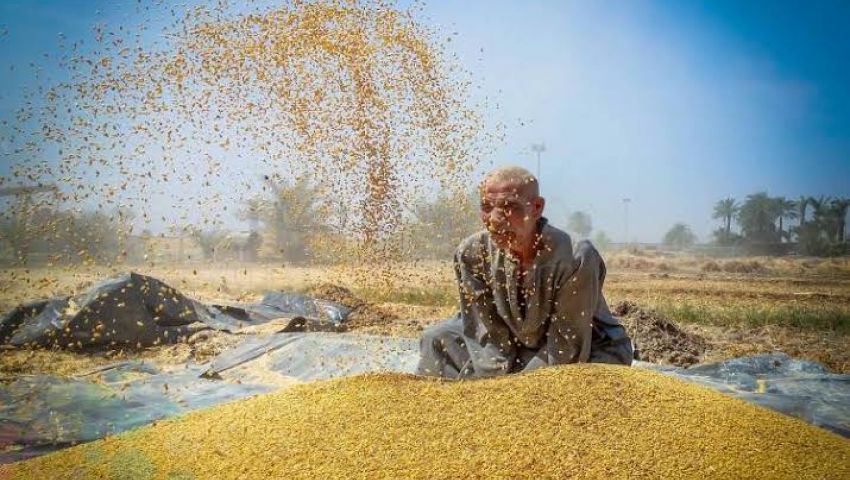  3.5 مليون فدان| نصائح وإرشادات مهمة لمزارعي القمح.. تعرف عليها