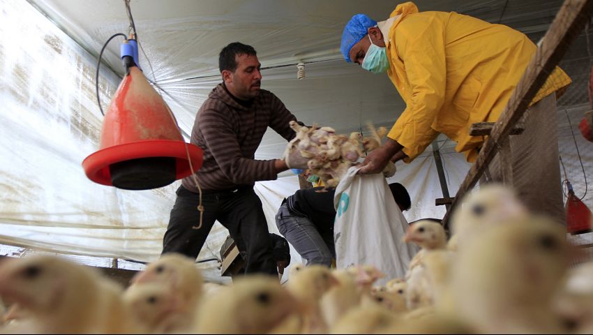الكويت تحظر مؤقتا استيراد الطيور الحية من صربيا وفنلندا
