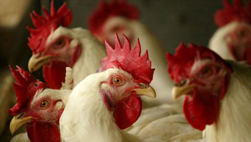 السعودية تحظر مؤقتا استيراد لحوم الدواجن والبيض من 5 دول